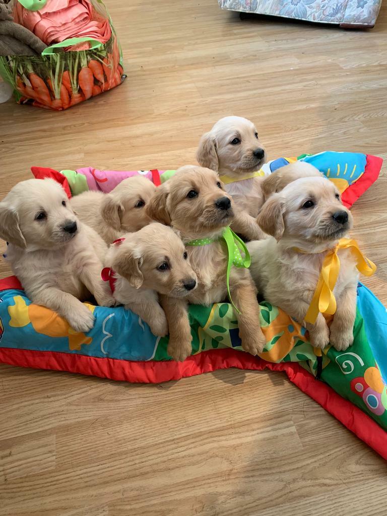 gumtree golden retriever for sale